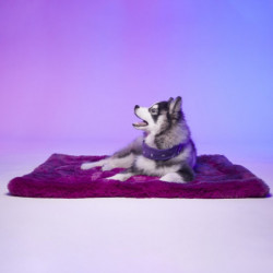Le Tapis Rouge | Tapis pour chien Haut de gamme TOKYO | Violet intense