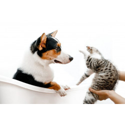 Formation en ligne: Cohabitation chien et chat