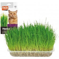 Semence d'herbe à chat - 100 g