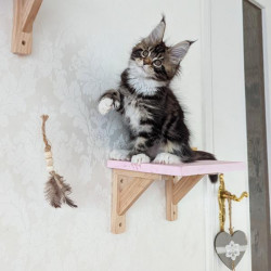 Chat'rcours Muraux | Couchette murale en bois pour chat