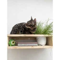 L'étag'herbe à chat | parcours mural avec herbe à chat