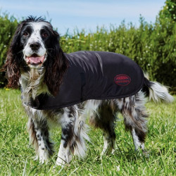 manteau chien