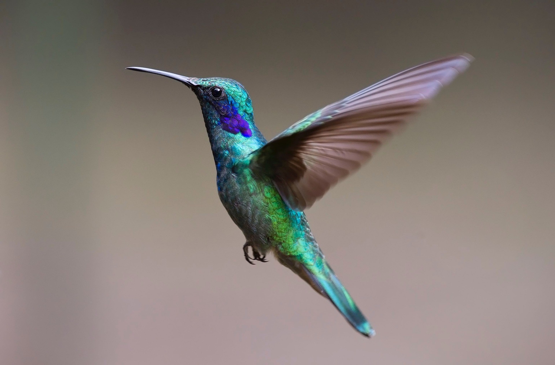 Polina, le colibri à la plume délicate