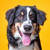 Les chiens, fidèles et espiègles Ooba Ooba Les chiens, fidèles et espiègles Ooba Ooba