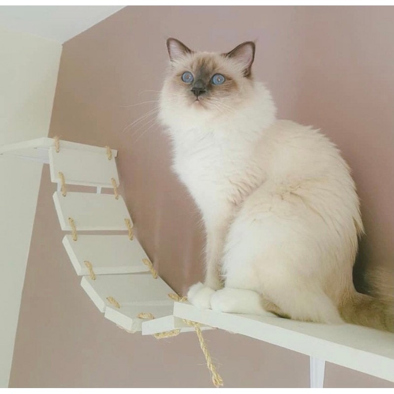 Naturel Cats Parcours Passerelle pour chat