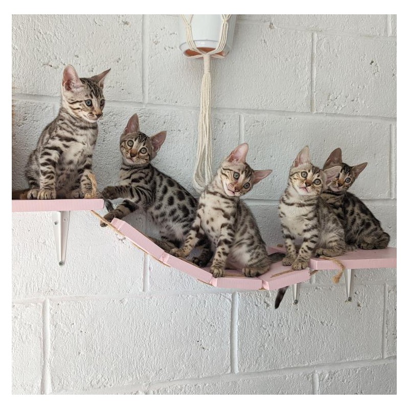 Chat'rcours Muraux parcours mural pont en bois pour chat