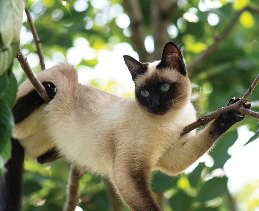 Le chat siamois, le plus élégant des chats ! Ooba Ooba