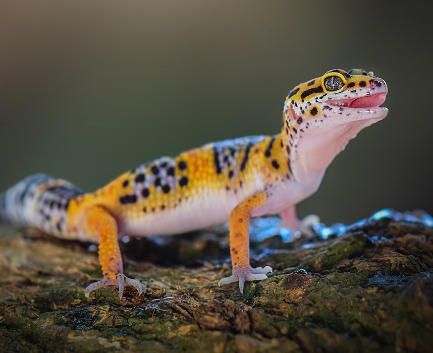 Le gecko léopard, cet adorable lézard de compagnie ! Ooba Ooba