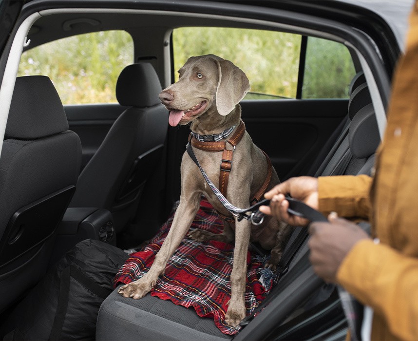 Comment transporter un lapin en voiture ? - Jardiland