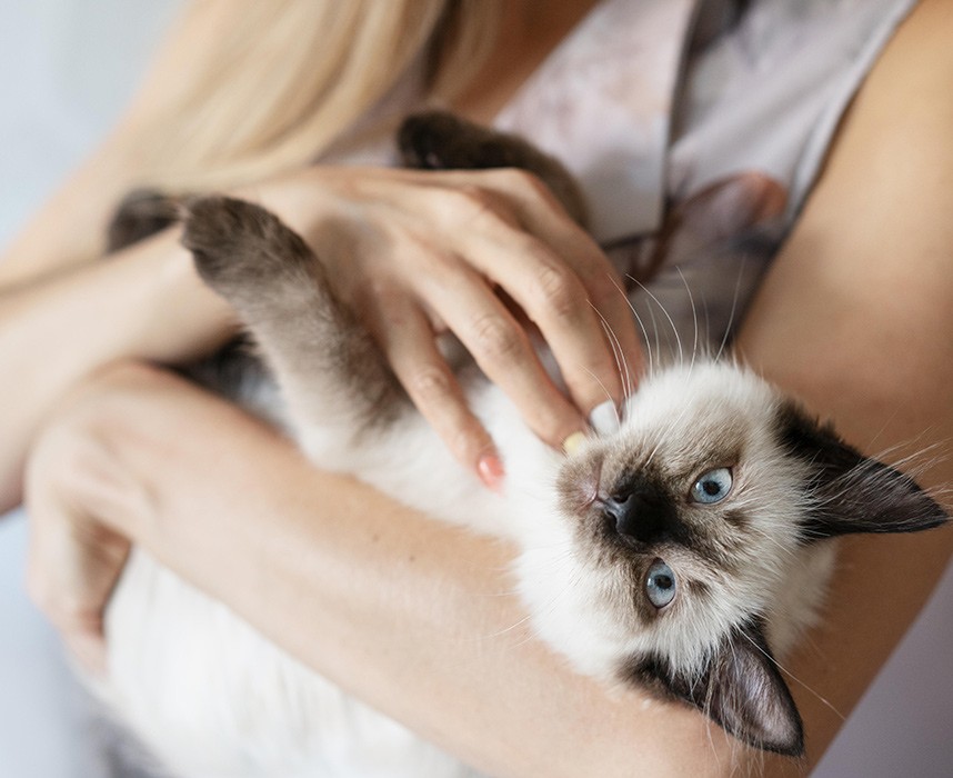 Tout savoir sur le ronronnement du chat ! Ooba Ooba Tout savoir sur le ronronnement du chat ! Ooba Ooba