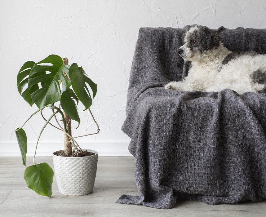 Les plantes sont-elles dangereuses pour mon chien ? Ooba Ooba