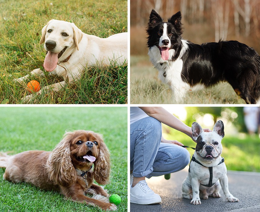 Top 10 des races de chiens les plus gentils