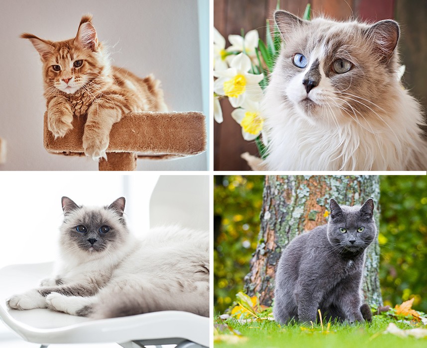 Top 10 des races de chats les plus gentils