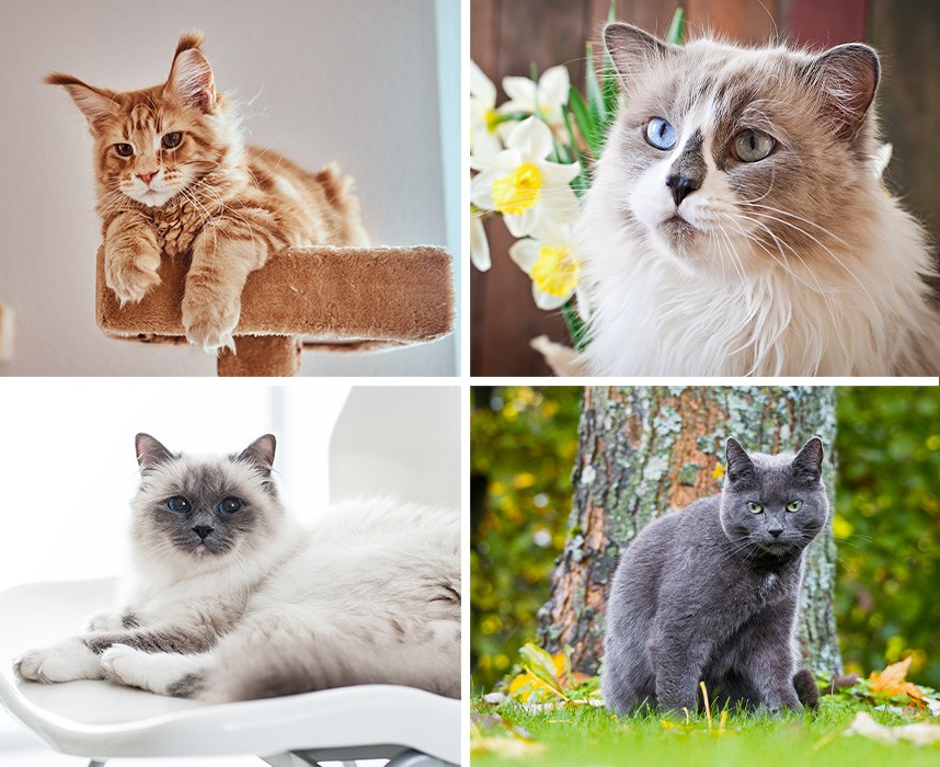 Top 10 des races de chats les plus gentils Ooba Ooba