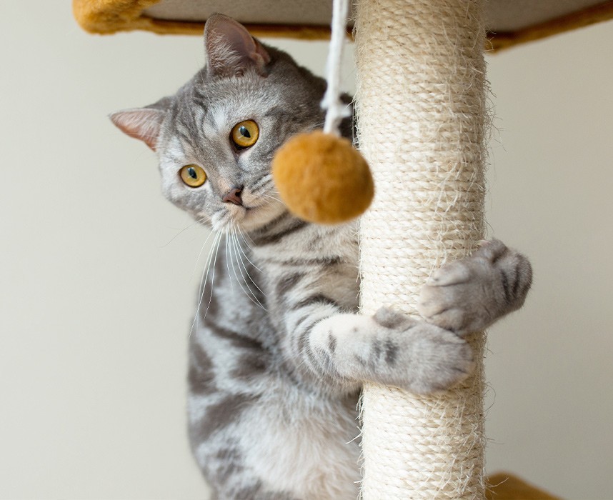 Comment occuper son chat en intérieur ? Ooba Ooba Comment occuper son chat en intérieur ? Ooba Ooba