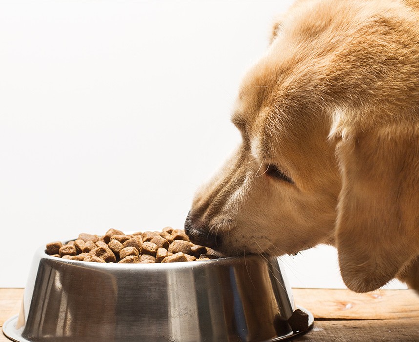 Croquettes pour chien : comment les choisir ? Ooba Ooba