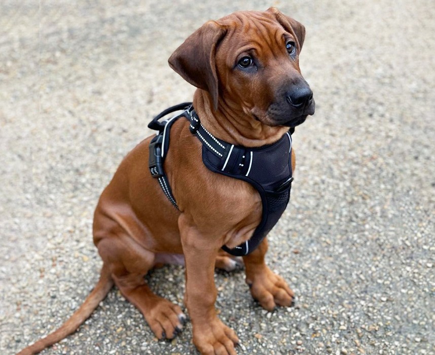 Quel harnais choisir pour son chien ? Ooba Ooba Quel harnais choisir pour son chien ? Ooba Ooba