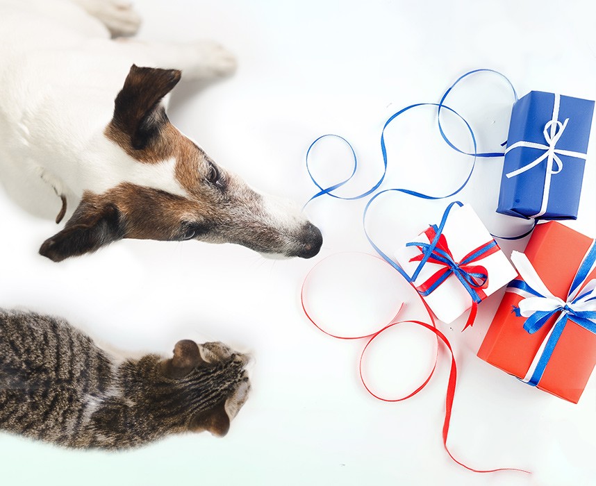 Top 10 des idées cadeaux pour animaux Made In France !