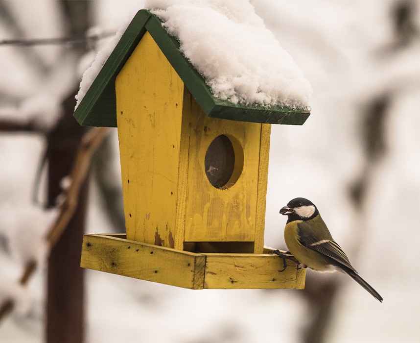 Comment prendre soin des oiseaux en hiver ?