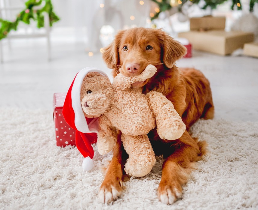 Le top 10 des cadeaux de Noël pour vos animaux