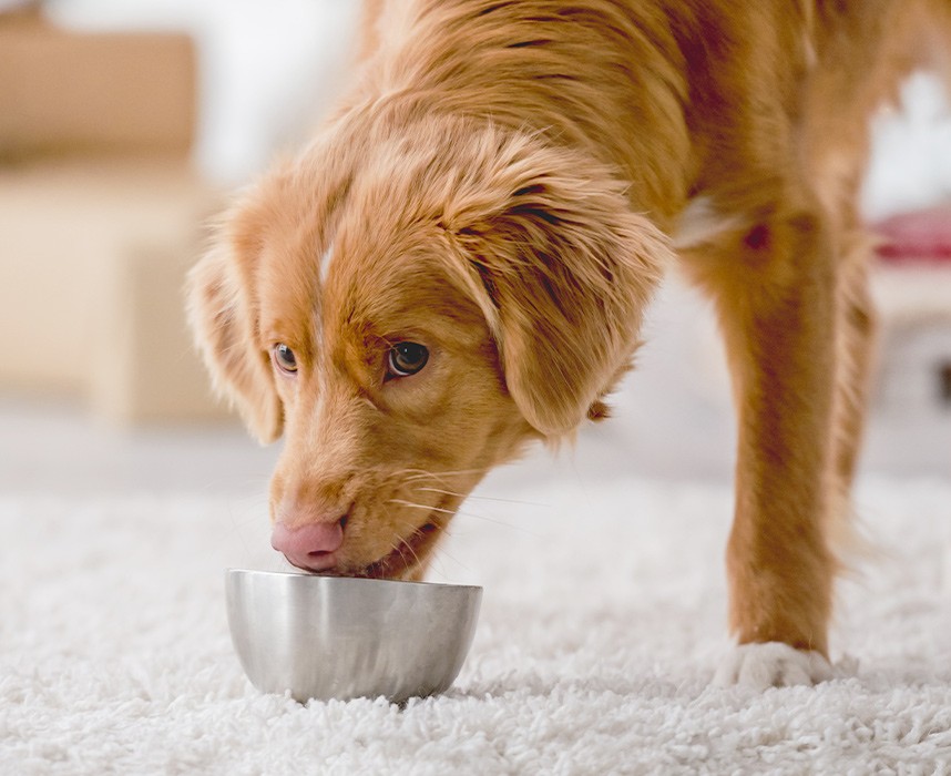Nourriture humide pour chien : tout ce qu’il faut savoir ce mode d’alimentation