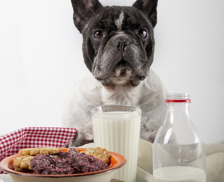Les produits laitiers : les chiens peuvent-ils en consommer ? Ooba Ooba Les produits laitiers : les chiens peuvent-ils en consommer ? Ooba Ooba