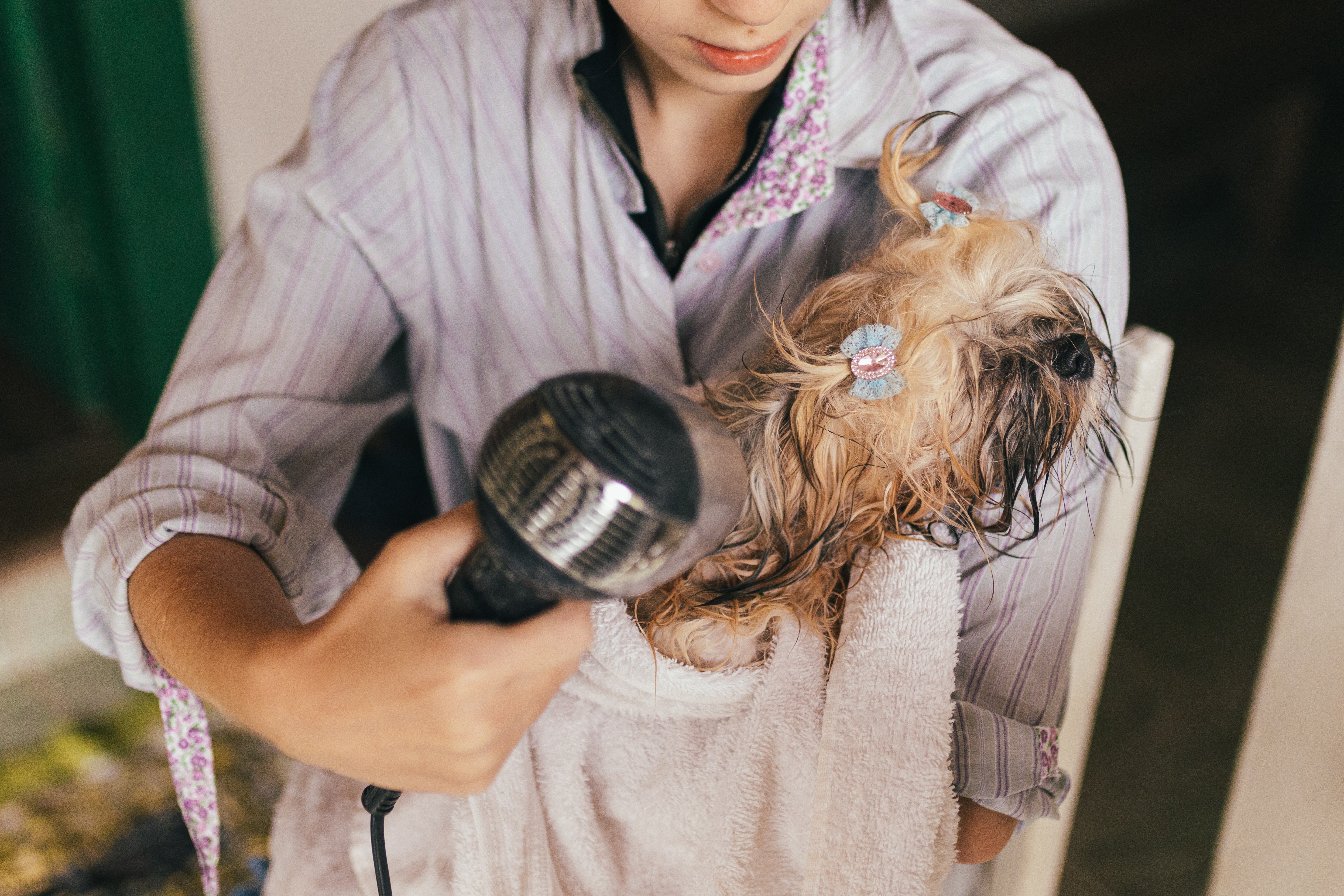 Comment bien toiletter son chien à la maison ? Ooba Ooba