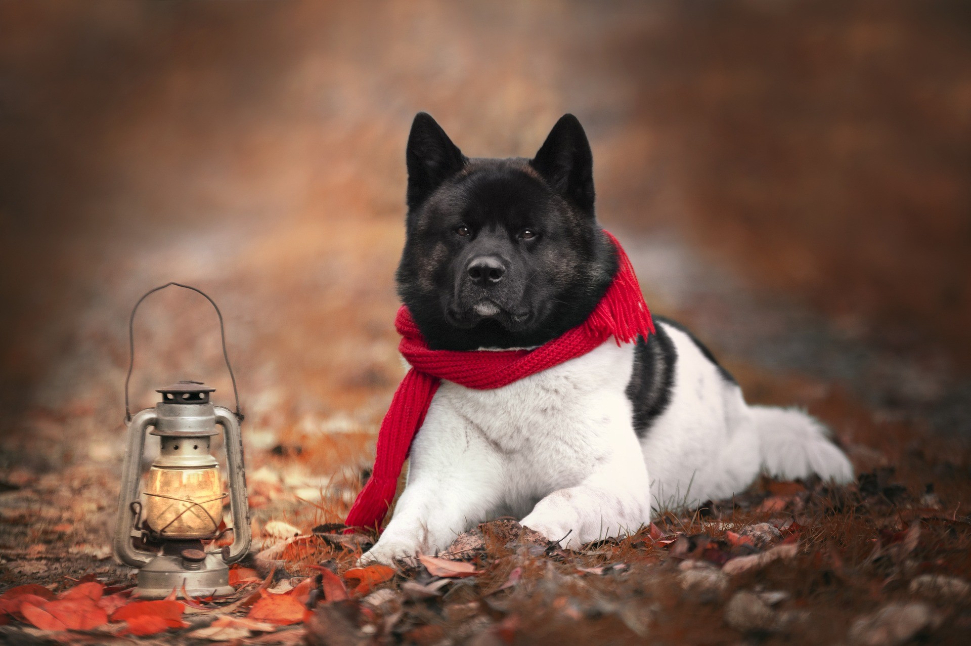 Comment prendre soin de son chien en hiver ? Ooba Ooba Comment prendre soin de son chien en hiver ? Ooba Ooba