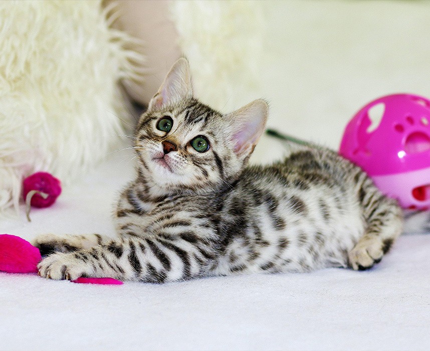 Les jouets d’occupation pour chat, lesquels choisir ? Ooba Ooba Les jouets d’occupation pour chat, lesquels choisir ? Ooba Ooba