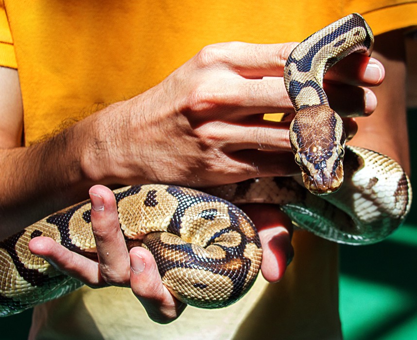 Le python royal, ce serpent qui cache bien son jeu ! Ooba Ooba