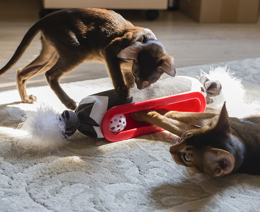 Tout savoir sur les jouets éducatifs pour animaux Ooba Ooba