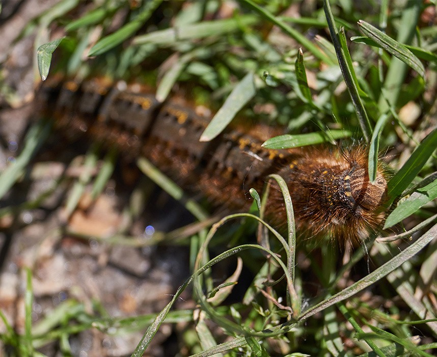 Les chenilles processionnaires, ces insectes dangereux pour les animaux !