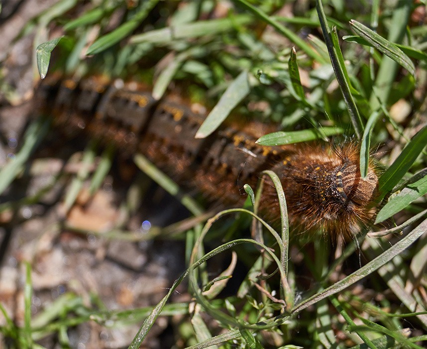 Les chenilles processionnaires, ces insectes dangereux pour les animaux ! Ooba Ooba