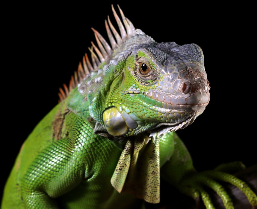 L’iguane, un imposant reptile de compagnie ! Ooba Ooba