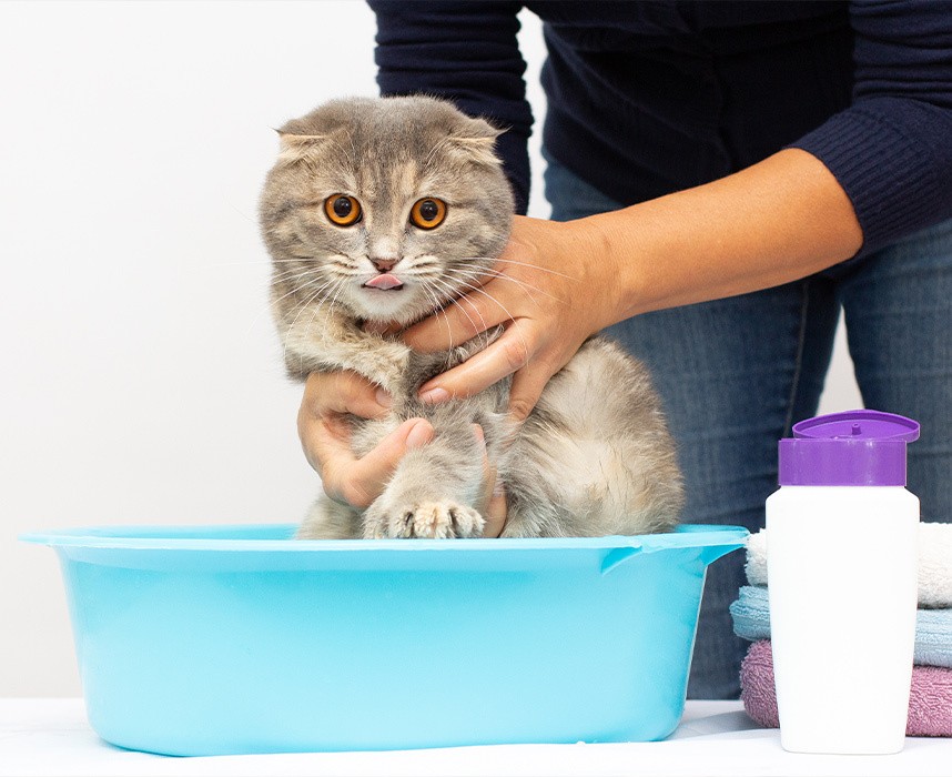 Tout savoir sur le toilettage des chats