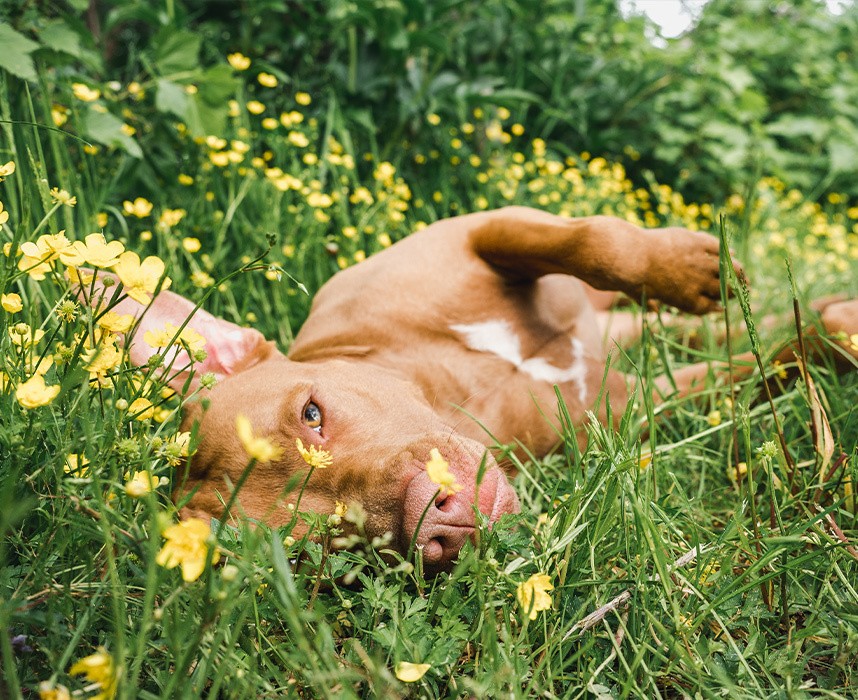 Tout savoir sur les produits antiparasitaires pour animaux de compagnie Ooba Ooba