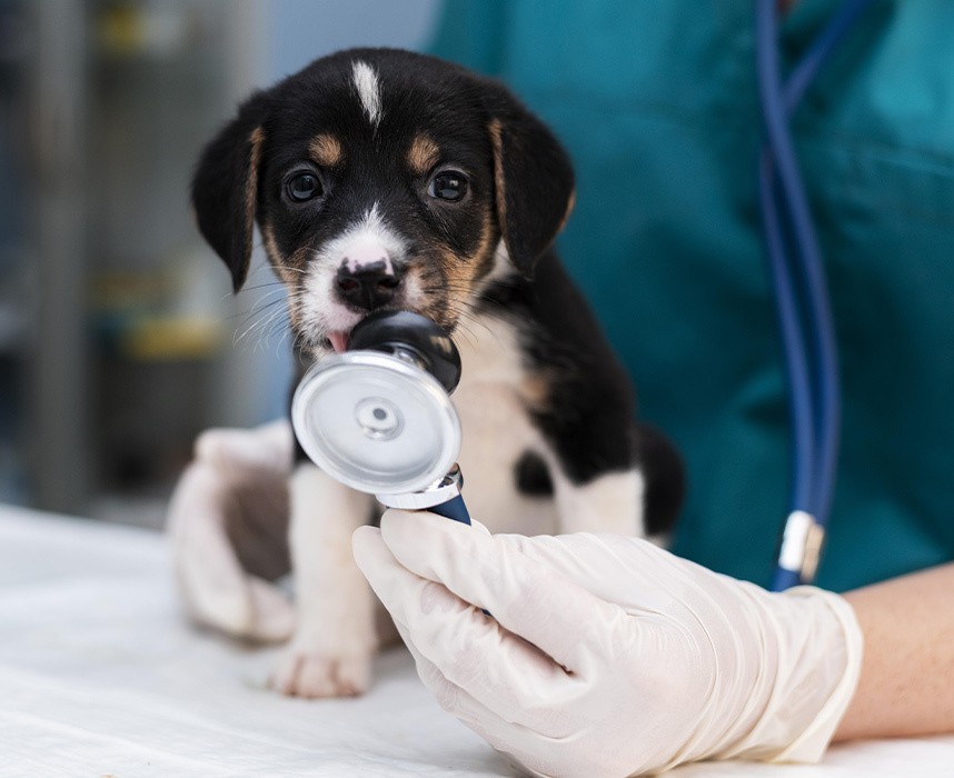 Tout savoir sur l'assurance pour animaux de compagnie