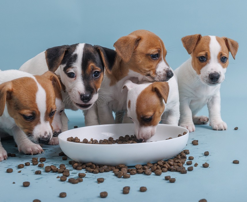 Guide d’alimentation des chiots : comment bien nourrir son chiot ? Ooba Ooba