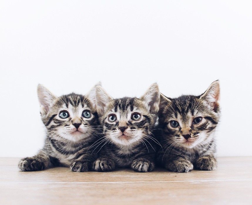 Lire l'article Guide d’alimentation des chatons : comment bien nourrir son chaton ? Ooba Ooba