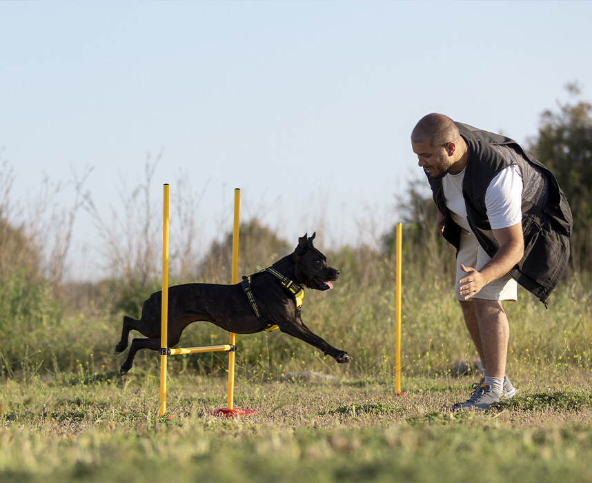 Lire l'article Le sport en extérieur avec un chien : tout ce qu’il faut savoir pour s’amuser en sécurité ! Ooba Ooba
