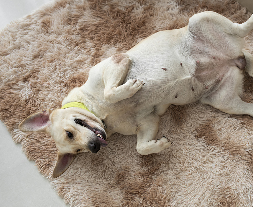 Lire l'article Quel tapis choisir pour son chien ? Ooba Ooba