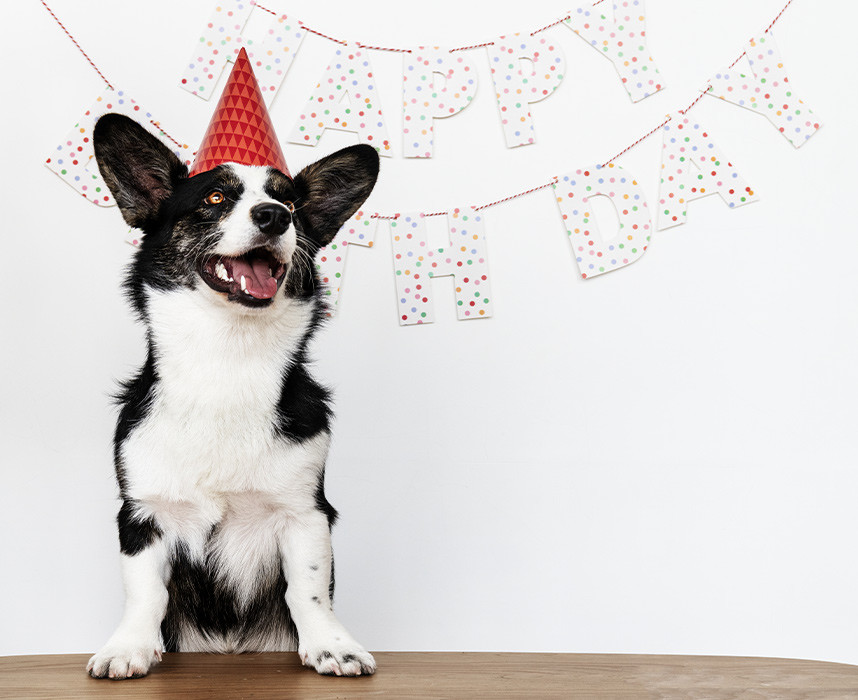 Comment fêter l’anniversaire de son animal ? Ooba Ooba