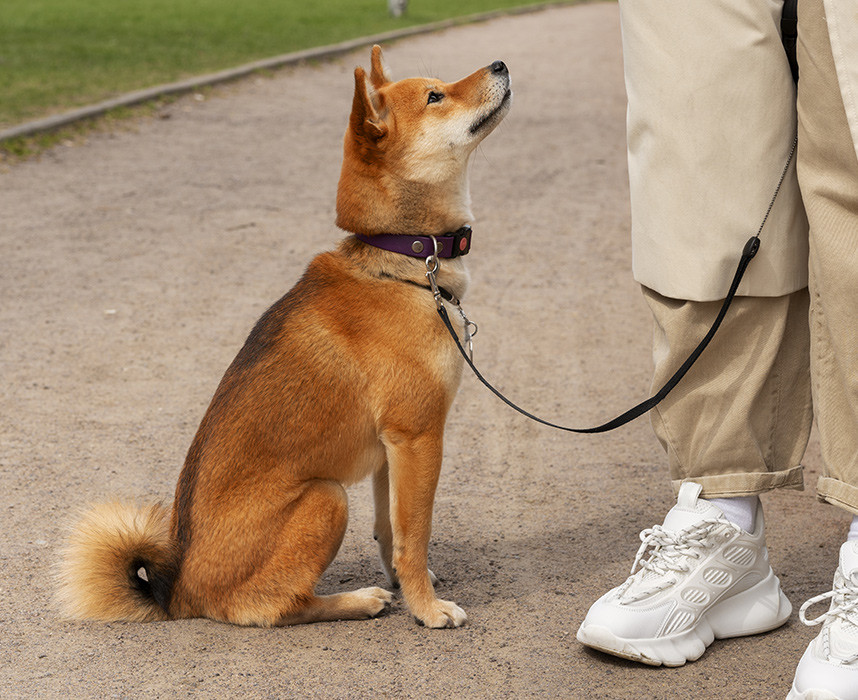 Lire l'article Comment apprendre à son chien à bien se comporter lors des balades ? Ooba Ooba