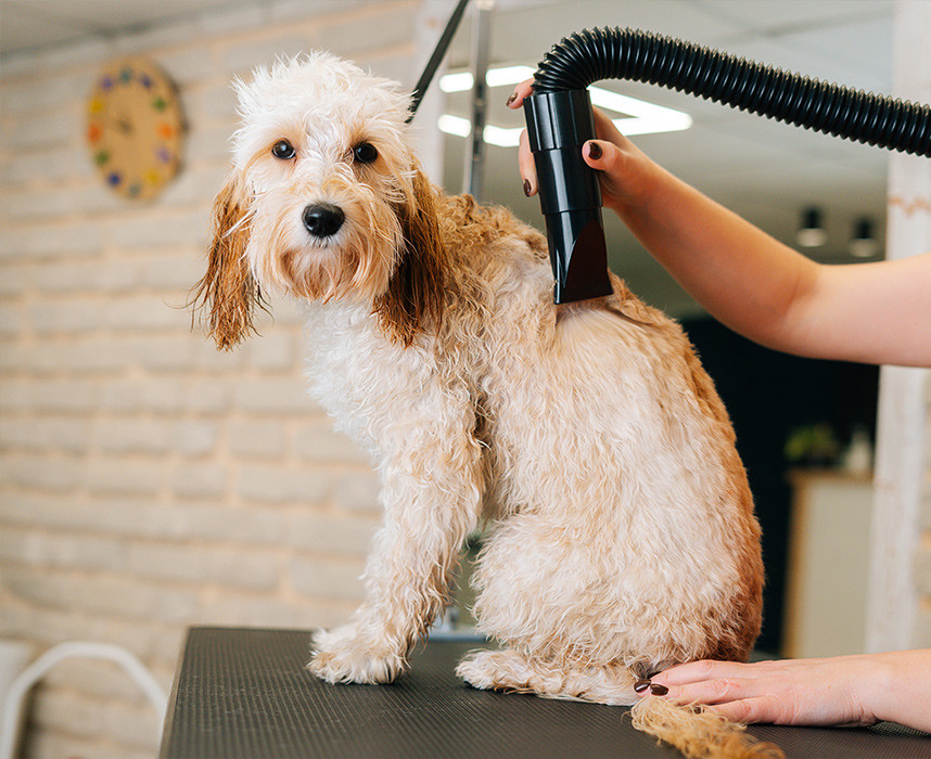 Lire l'article Que savoir sur les pulseurs pour chien ? Ooba Ooba