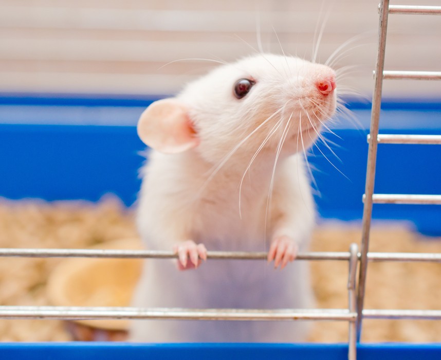 Comment nourrir une souris domestique ? L'alimentation d'une souris blanche