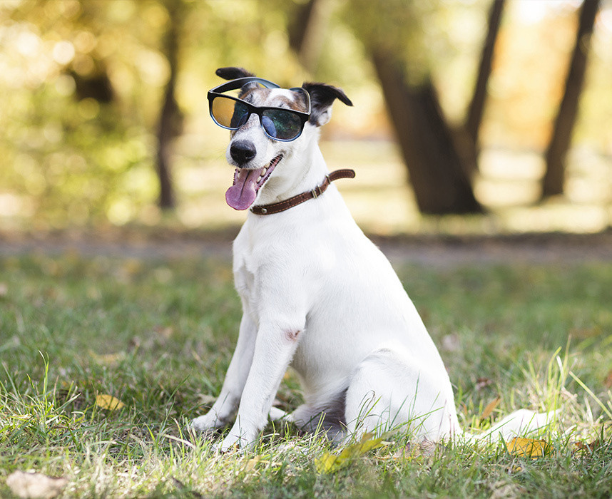 Quelles activités faire avec son chien pendant l’été ? Ooba Ooba