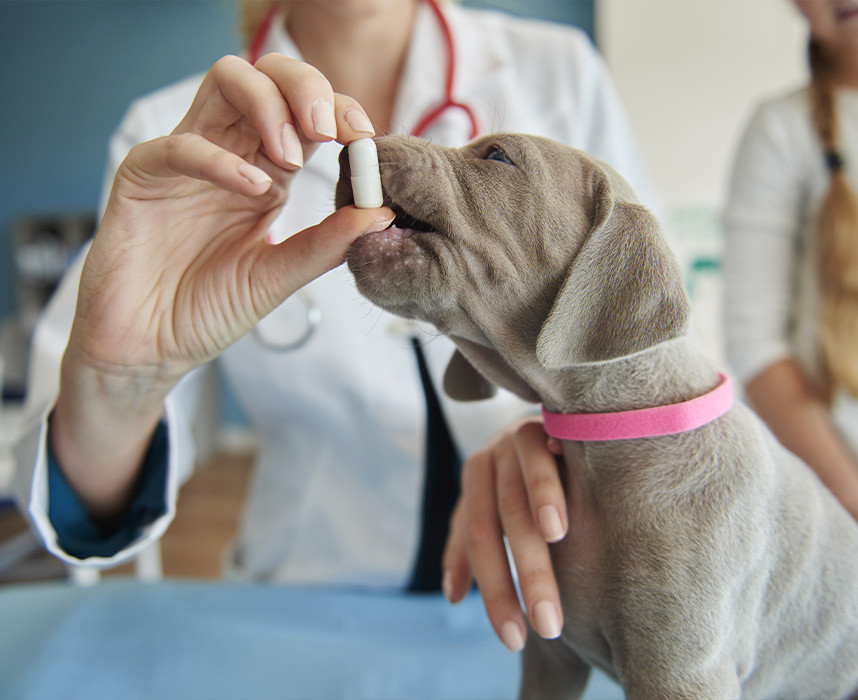 Tout savoir sur les compléments alimentaires pour chien Ooba Ooba Tout savoir sur les compléments alimentaires pour chien Ooba Ooba