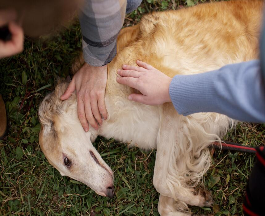 Les gestes de premiers secours pour son animal Ooba Ooba