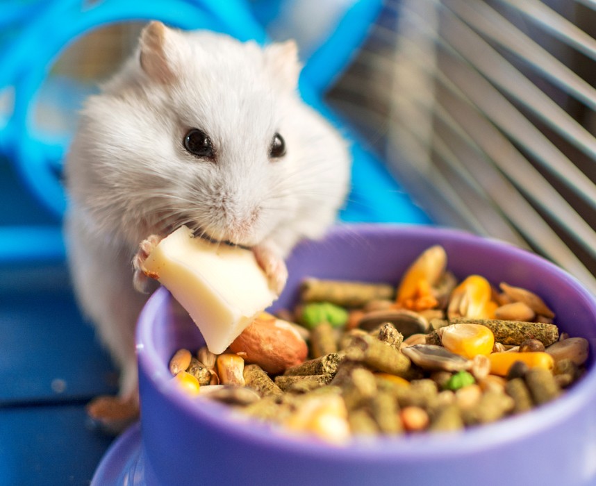 Le hamster, tout savoir sur lui pour bien s'en occuper en 5 points ! Ooba Ooba Le hamster, tout savoir sur lui pour bien s'en occuper en 5 points ! Ooba Ooba