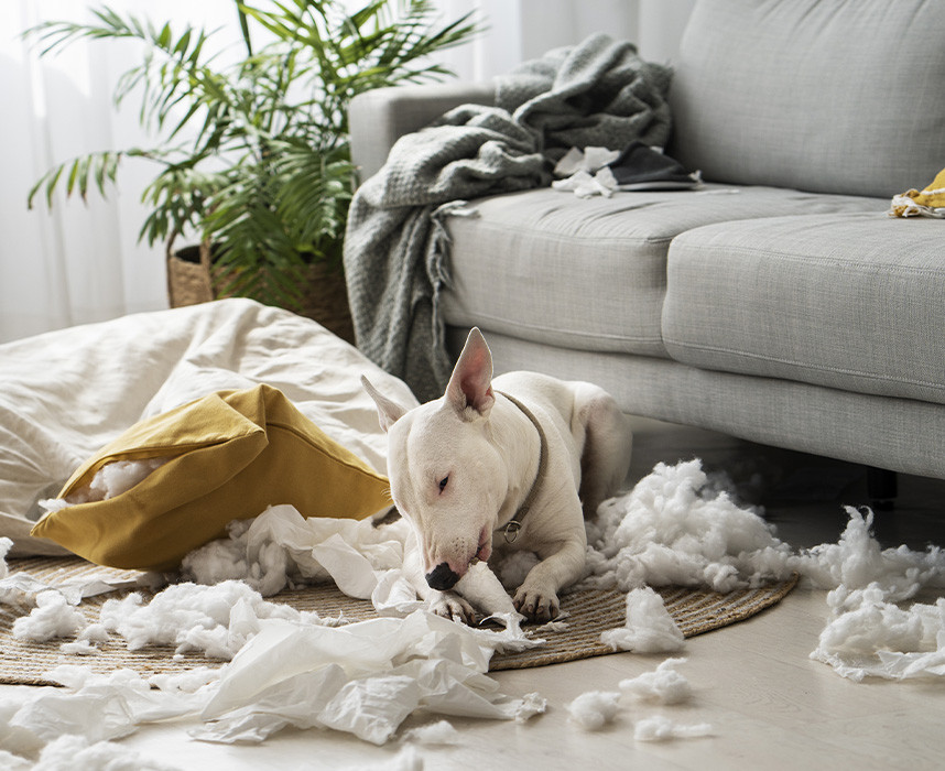 Comment occuper ses animaux à la rentrée ? (Et éviter la perte d’un ou deux coussins…) Ooba Ooba